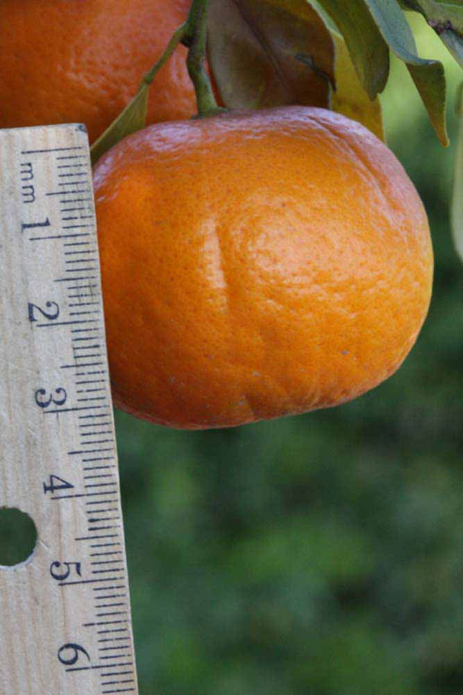                Fruit (Dancy Frost Nucellar, Riverside,   CA)       